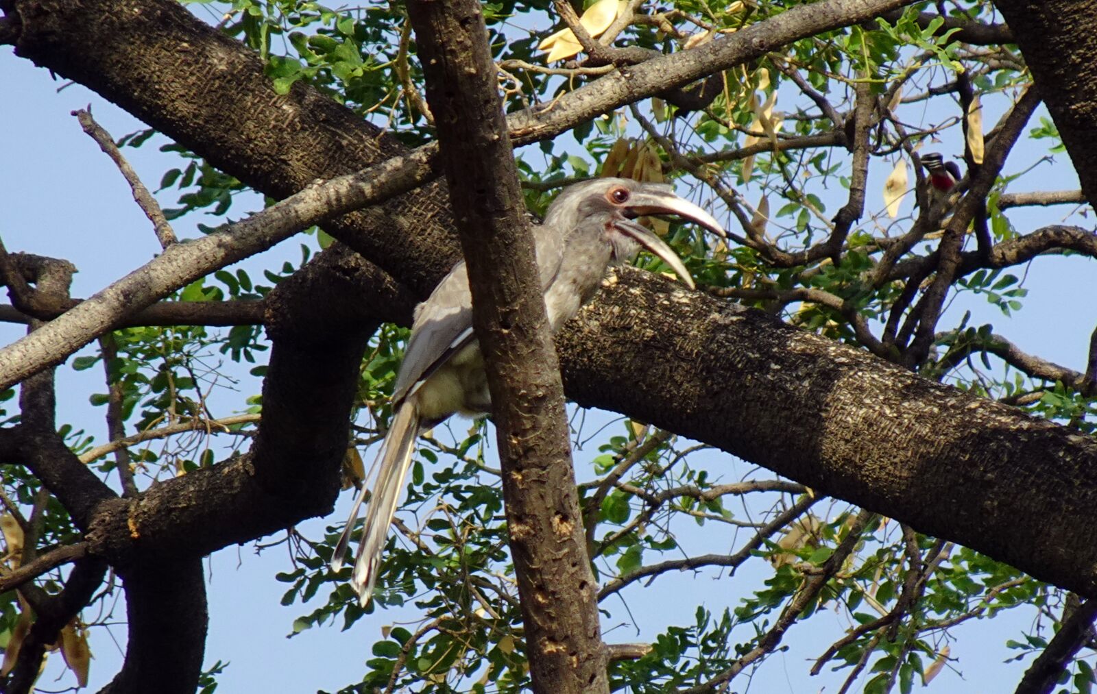 Sony DSC-WX800 sample photo. Bird, hornbill, indian grey photography
