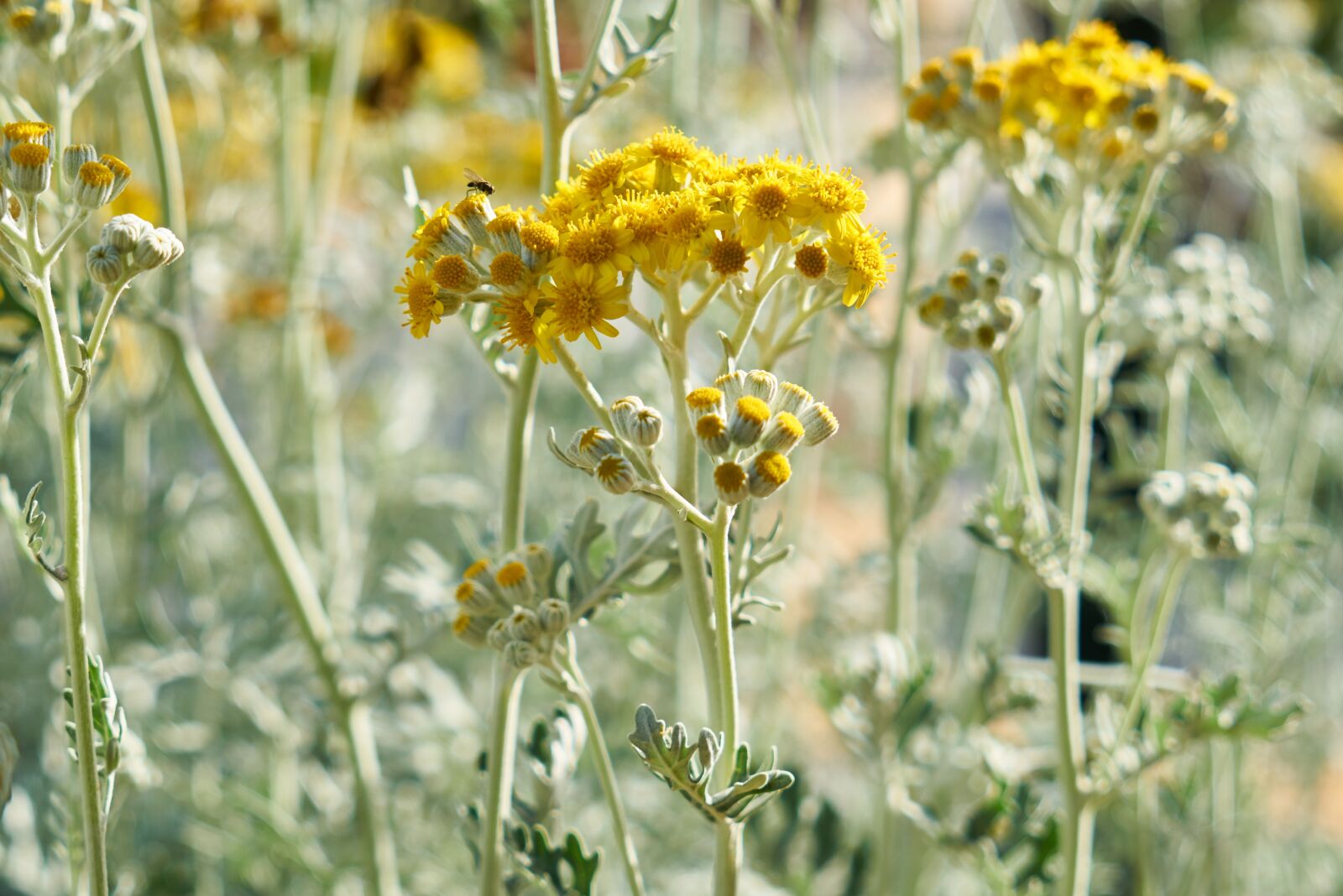 Sony a7R II sample photo. Plant, yellow, flower photography
