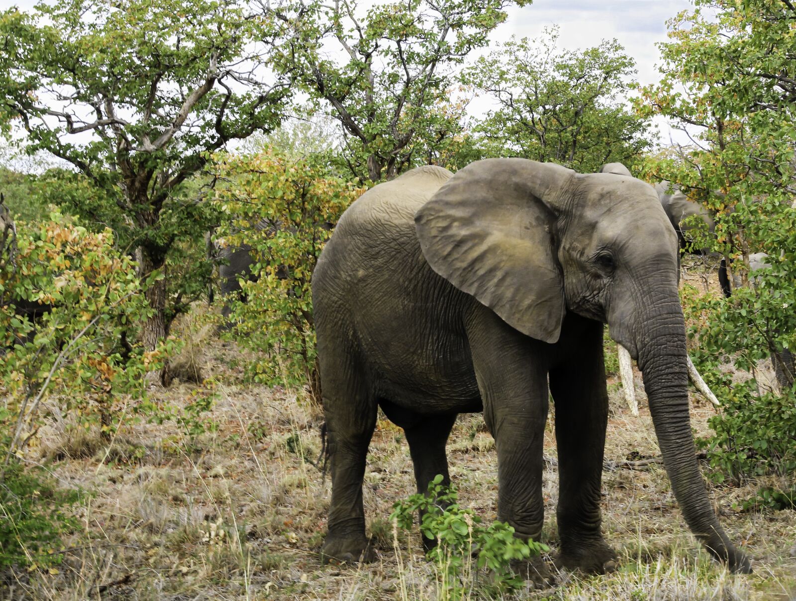 Canon EF-S 18-200mm F3.5-5.6 IS sample photo. Elephant, south africa, nature photography
