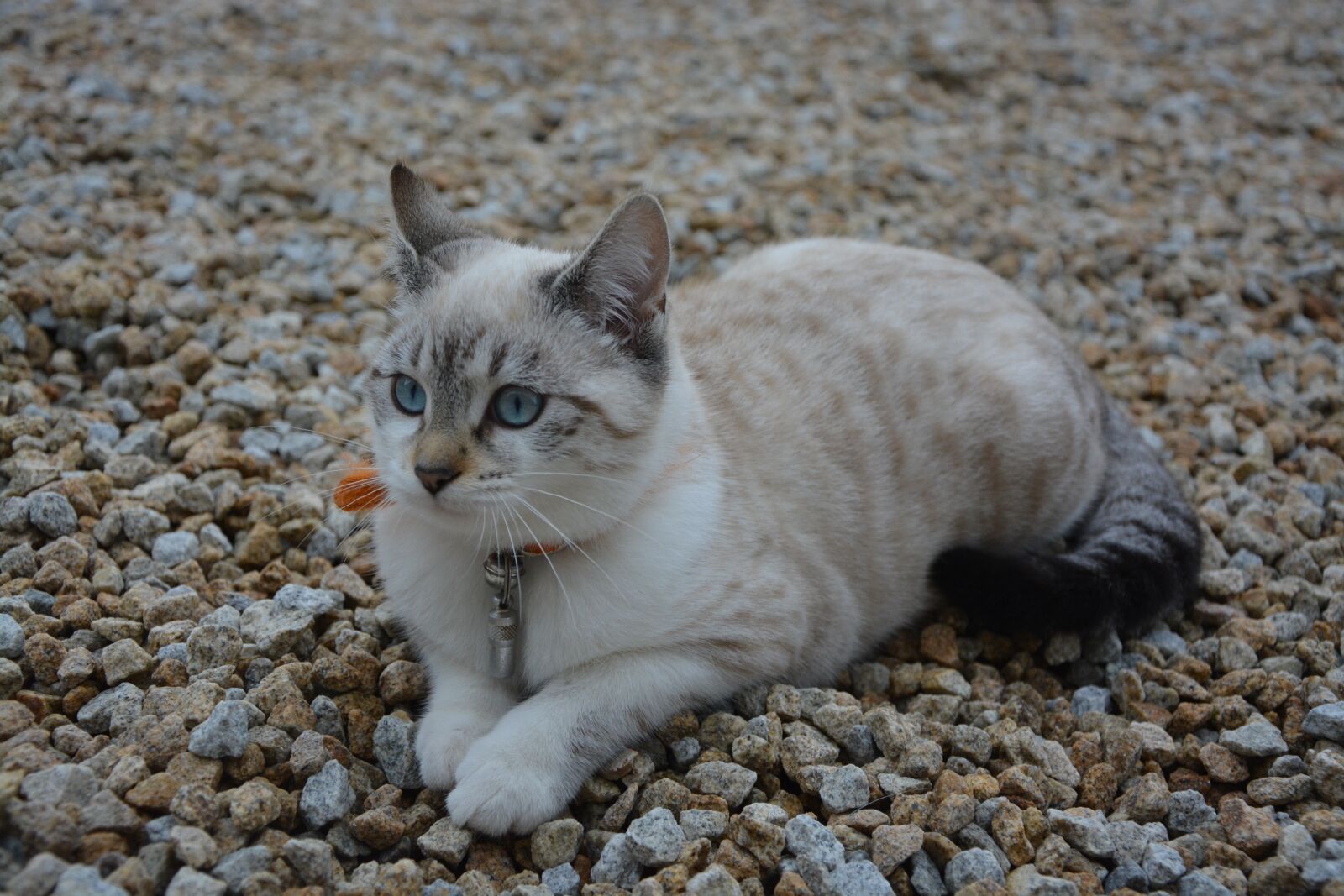 Nikon D5200 sample photo. Kitten, cat, female photography