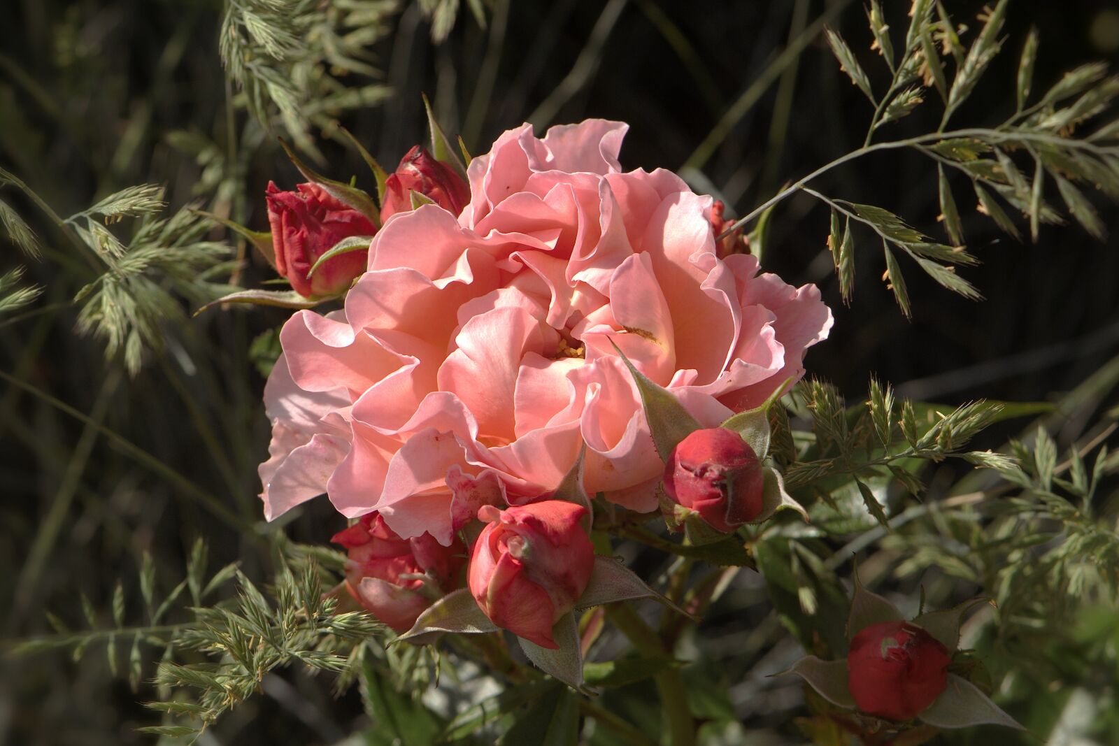 Nikon D5600 sample photo. Blossom, bloom, rose photography
