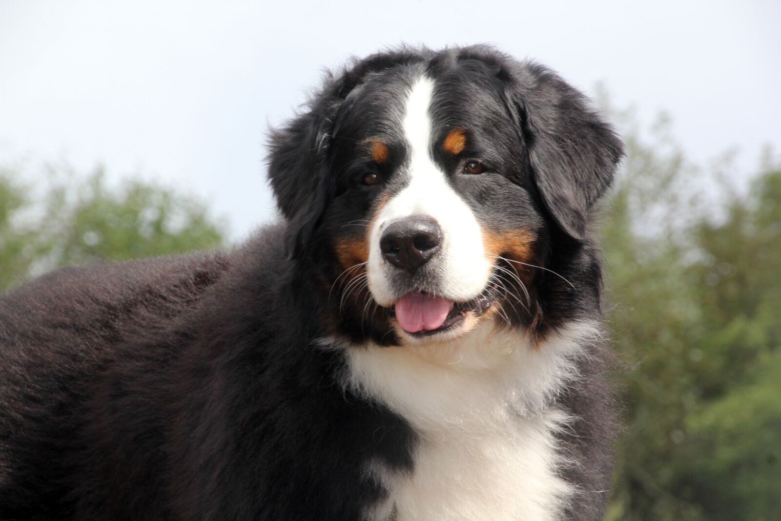 Canon EOS 60D sample photo. Bernese mountain dog, bernese photography