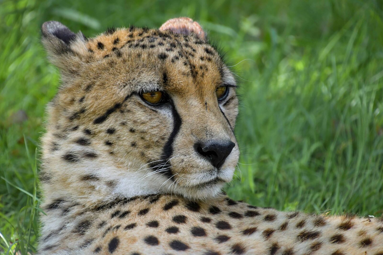 Nikon D500 sample photo. Cheetah, predator, cat, animal photography