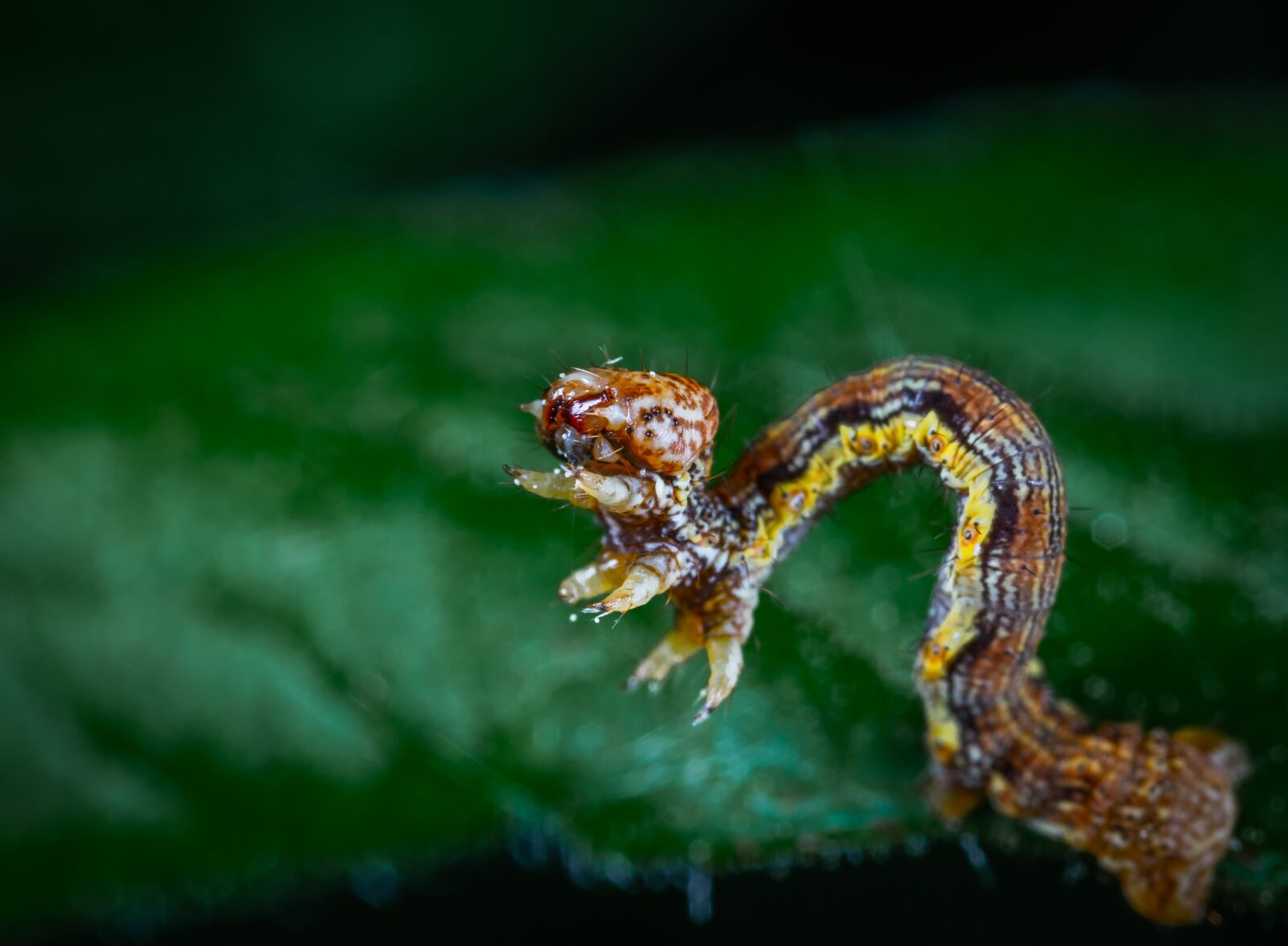 Sony a7R II sample photo. Moth, caterpillar, macro photography