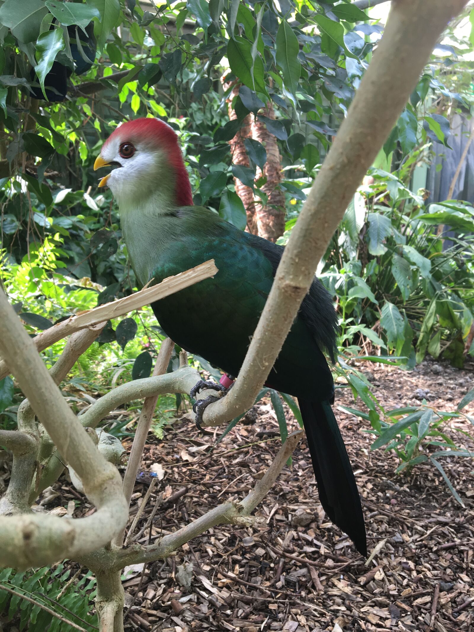 Apple iPhone 6s sample photo. Bird, exotic, tropical photography