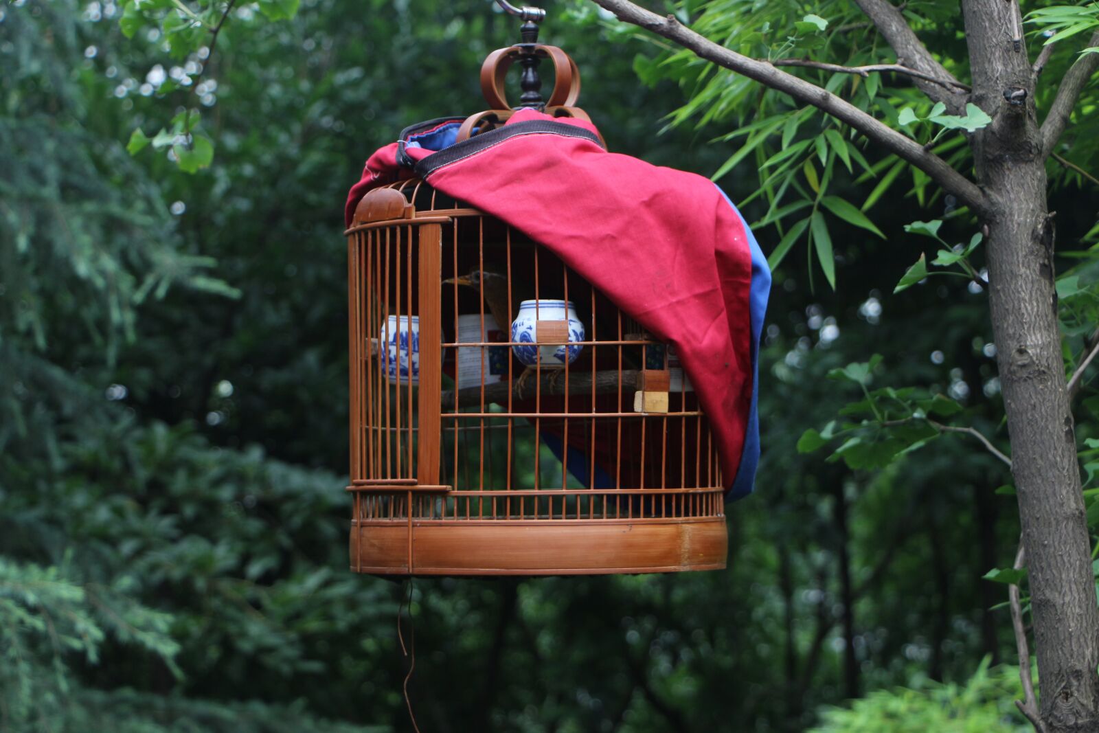 Canon EOS 700D (EOS Rebel T5i / EOS Kiss X7i) sample photo. Birdcage, bird, cage photography
