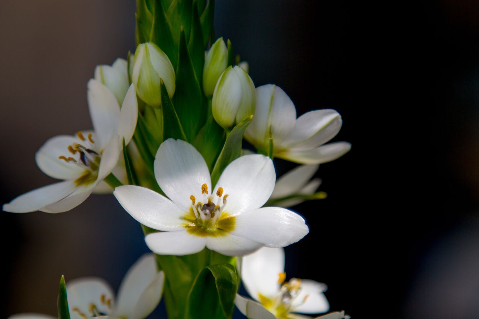 Canon EOS 70D sample photo. Flower, nature, plant photography