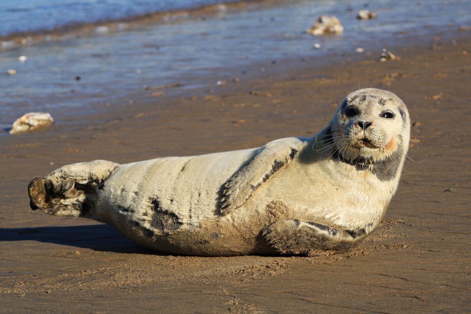 Canon EOS 2000D (EOS Rebel T7 / EOS Kiss X90 / EOS 1500D) sample photo. Seal, gray seal, crawling photography