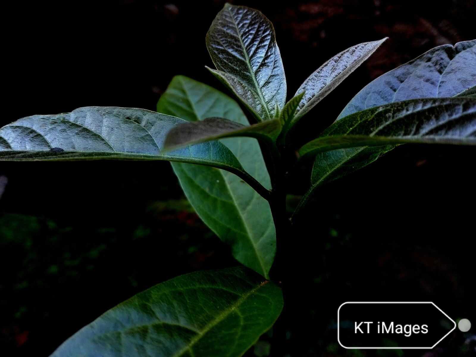 HUAWEI P8 Lite sample photo. Green, tree, nature photography
