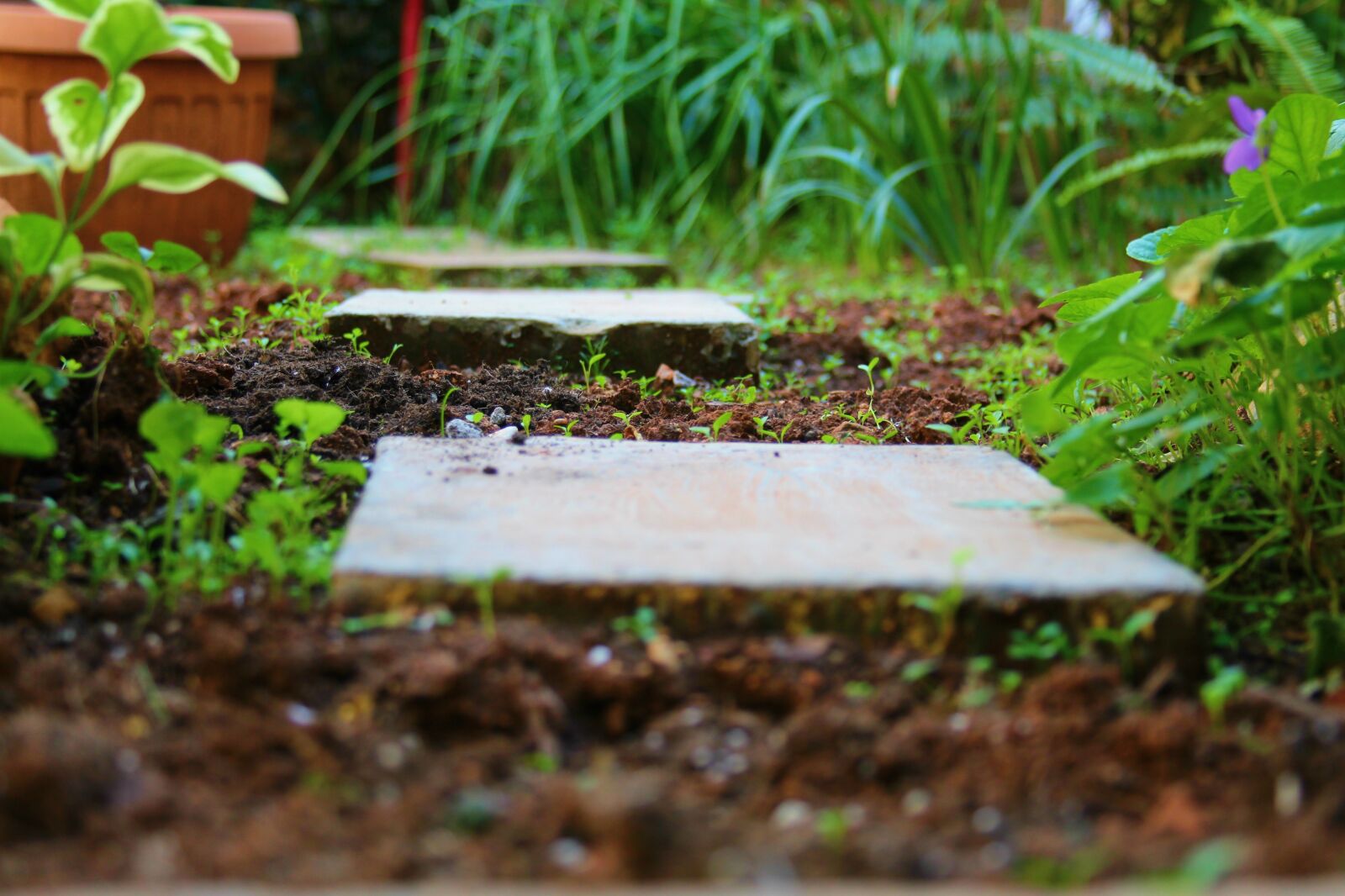 Canon EF 28-135mm F3.5-5.6 IS USM sample photo. Passage, garden, path photography