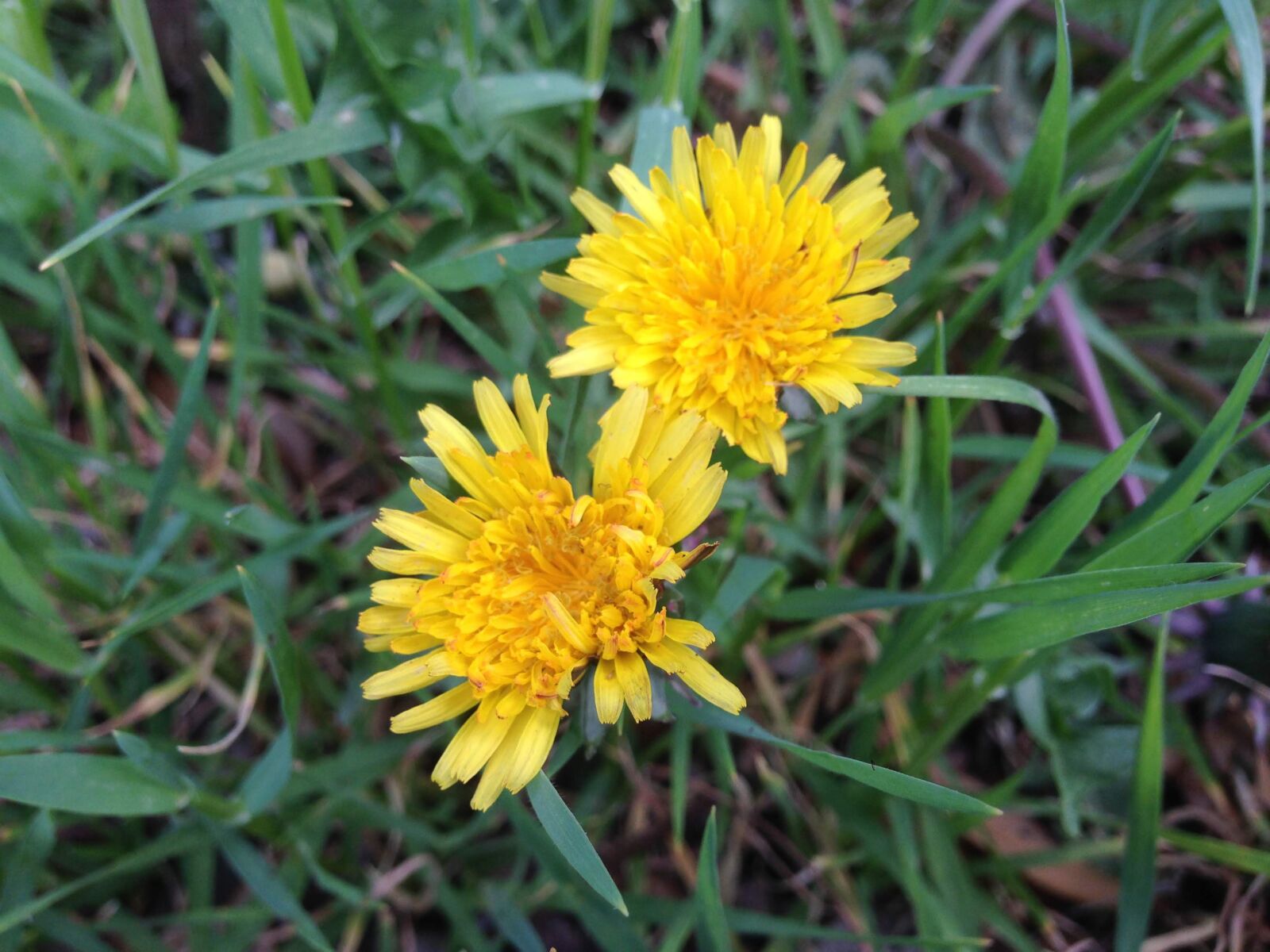iPhone 5 back camera 4.12mm f/2.4 sample photo. Yellow, sunflower, spring photography