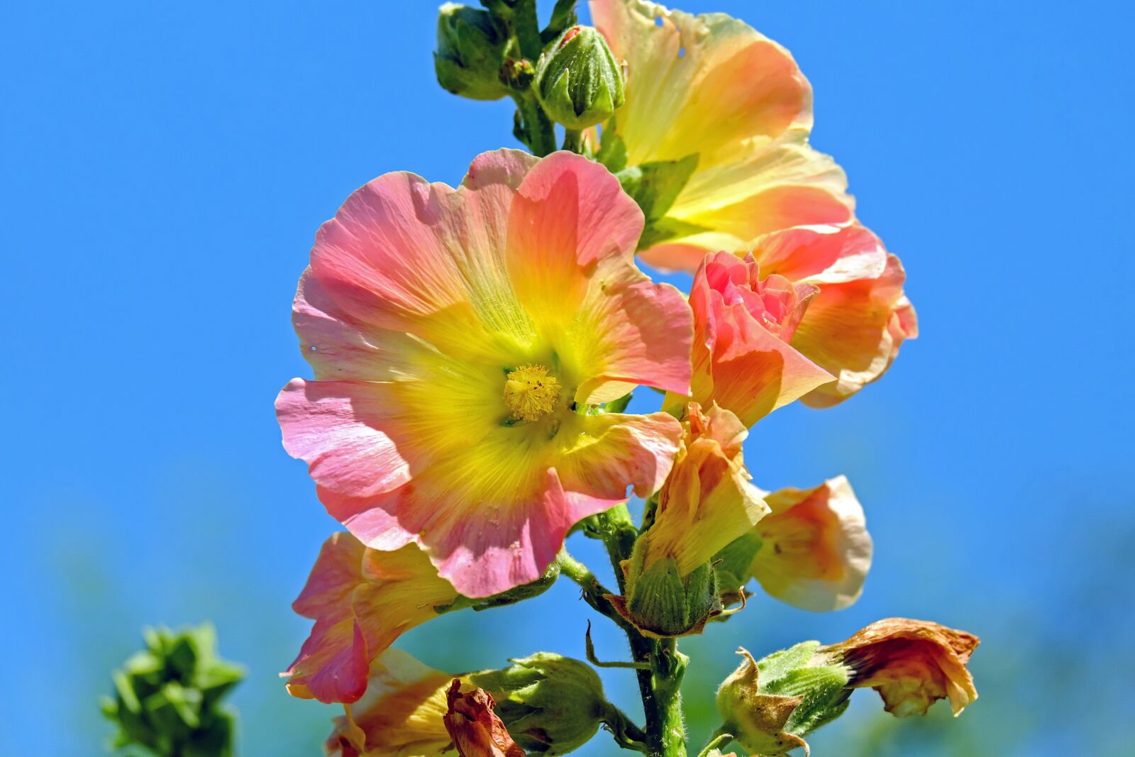 Fujifilm X-T10 + Fujifilm XC 50-230mm F4.5-6.7 OIS sample photo. Stock rose, flower, common photography