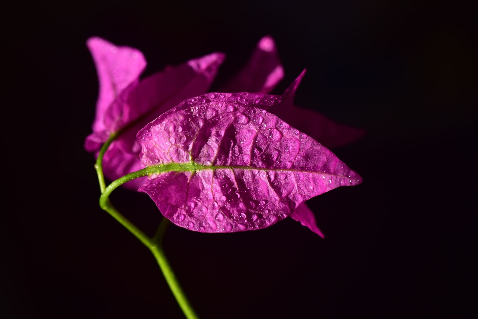 Nikon D750 sample photo. Bougainvillea, flower, blossom photography