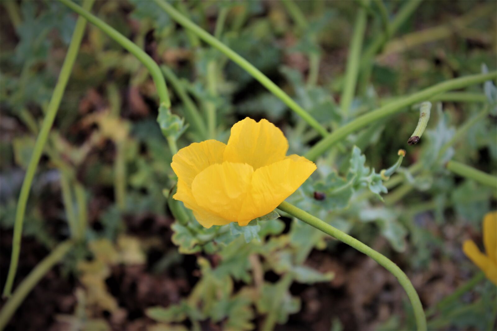 Canon EOS 4000D (EOS Rebel T100 / EOS 3000D) sample photo. Fire poppy, orford ness photography