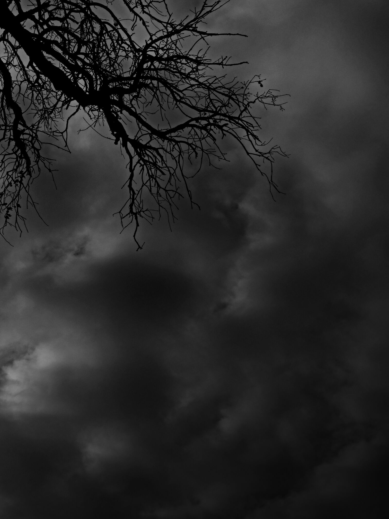Panasonic DMC-FZ62 sample photo. Branches, clouds, mystery photography