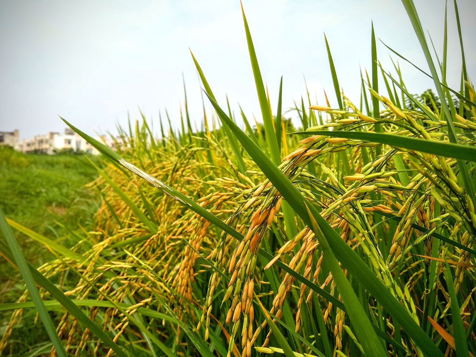 Xiaomi Redmi 5A sample photo. Paddy, crop, rice photography