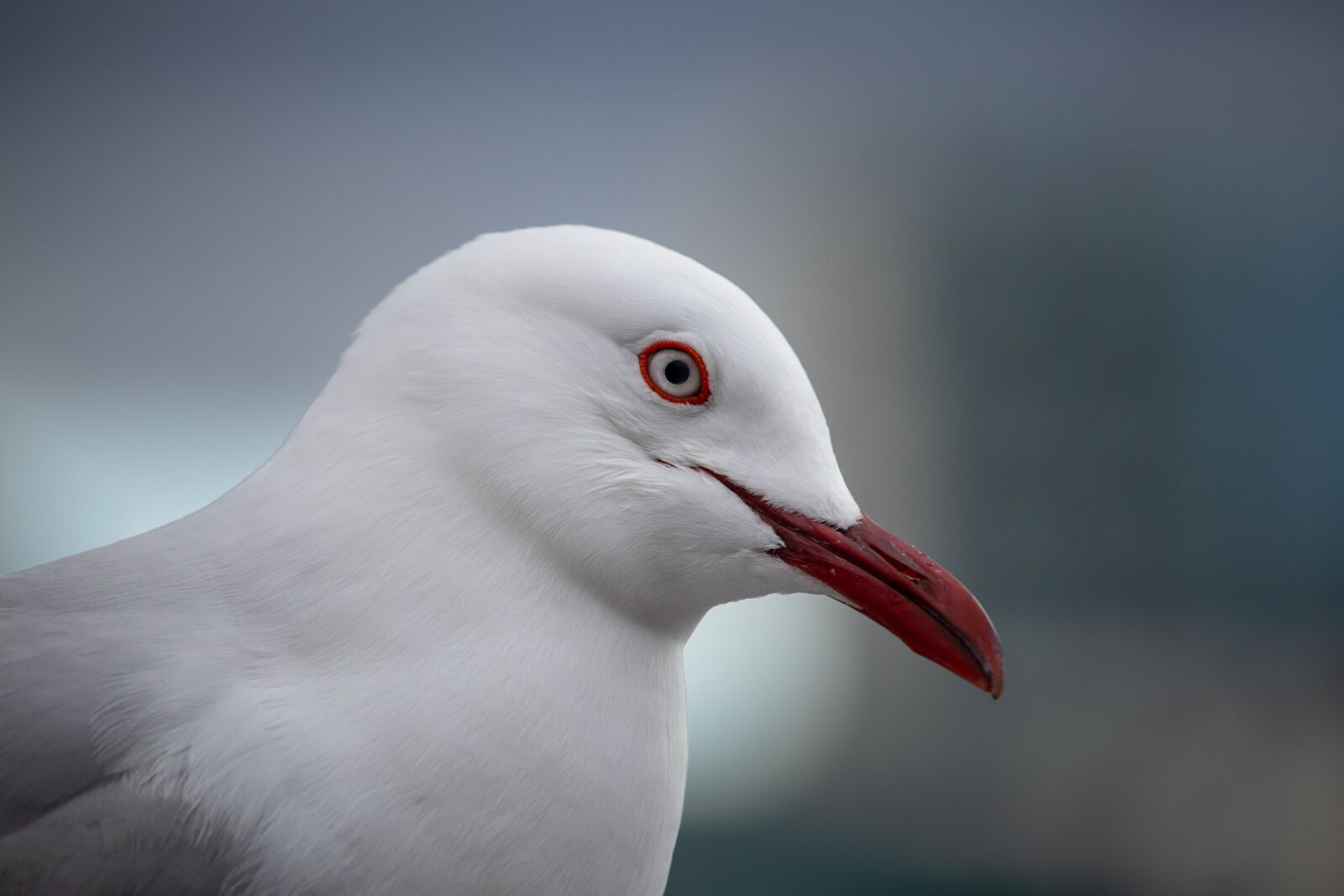 Canon EOS 200D (EOS Rebel SL2 / EOS Kiss X9) sample photo. Seagull, closeup, portrait photography