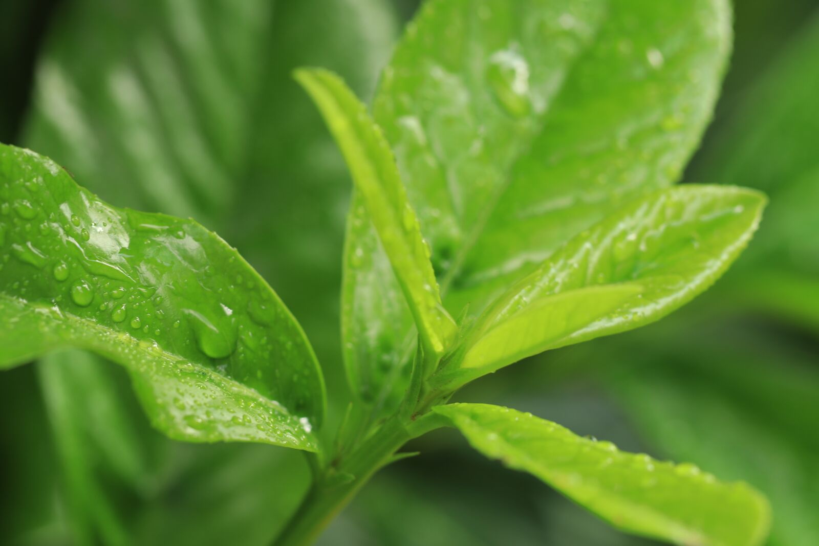 Canon EF 100mm F2.8L Macro IS USM sample photo. Rain, sheet, leaves photography