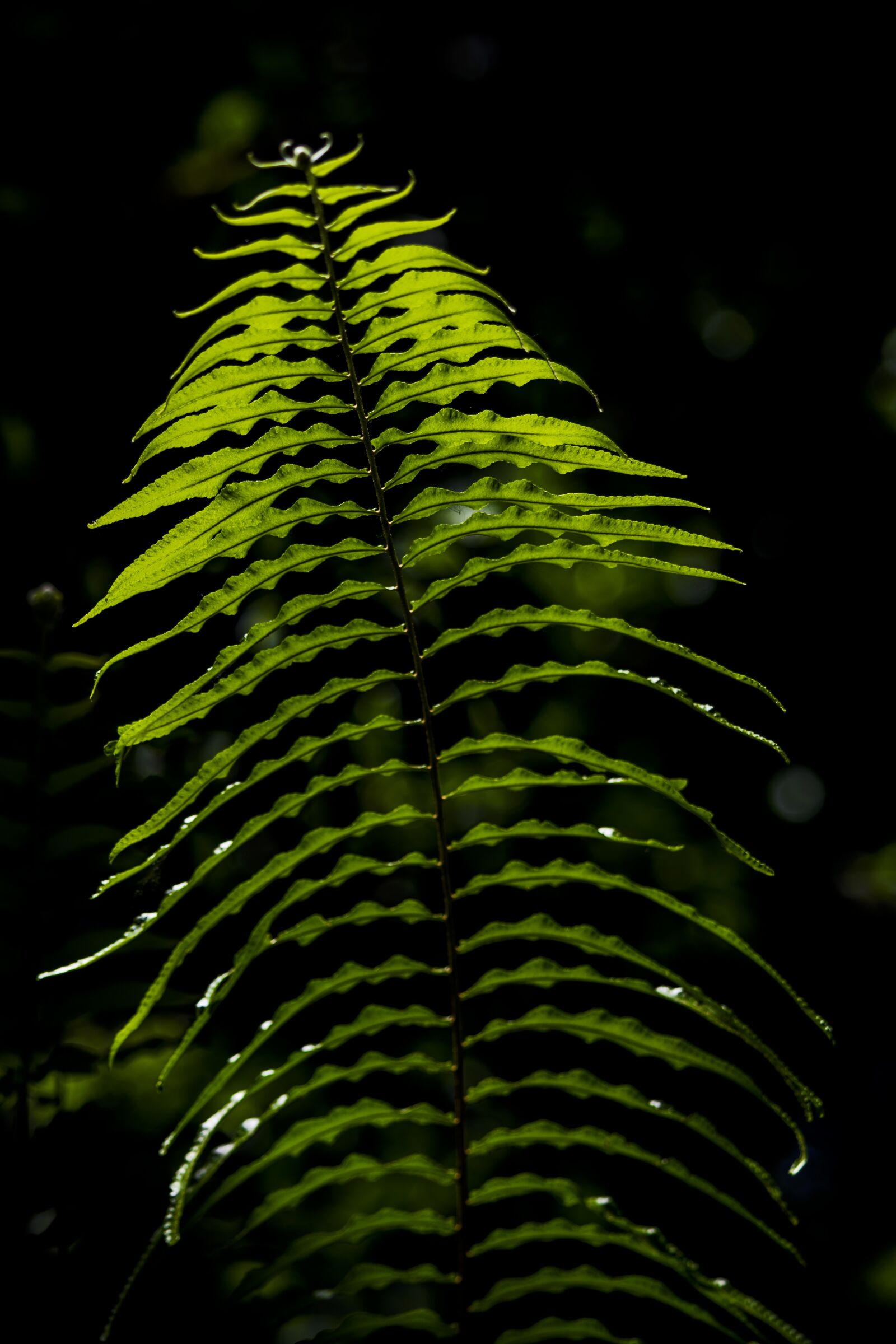 Nikon D5300 sample photo. Nature, landscape, forest photography