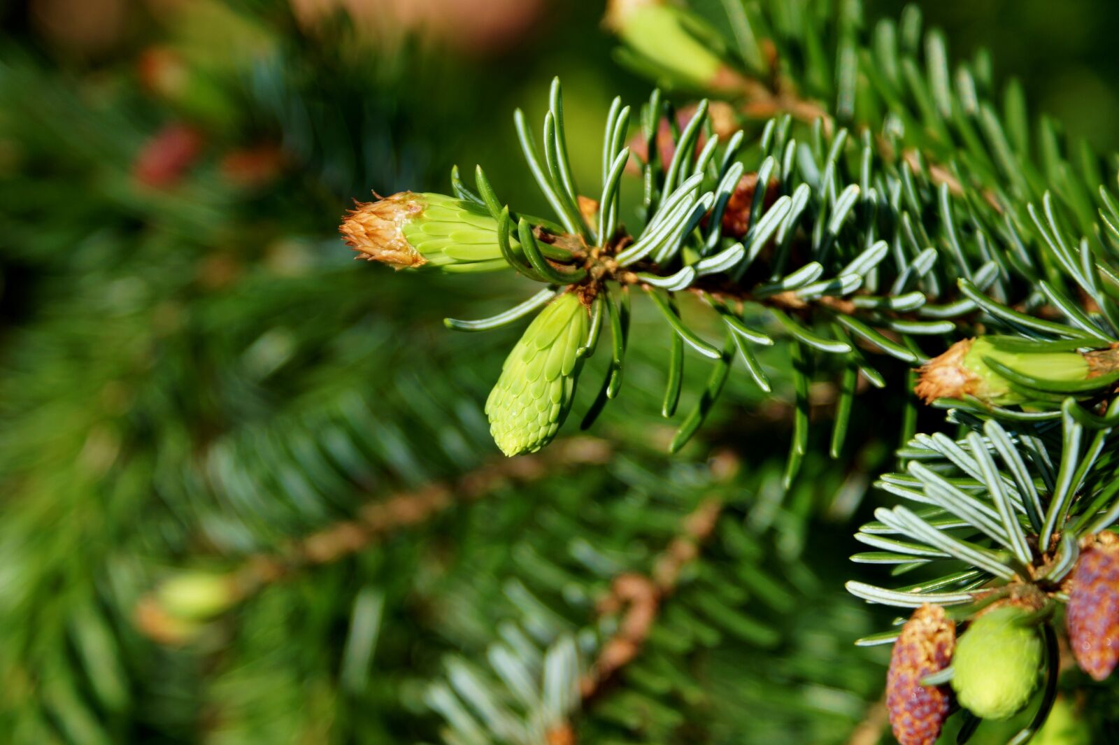 Sony DT 18-70mm F3.5-5.6 sample photo. Pine branch, engine, needles photography