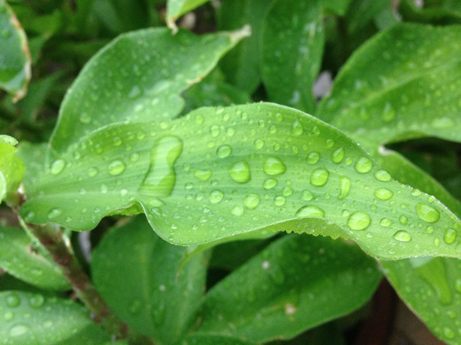 iPhone 5 back camera 4.12mm f/2.4 sample photo. Plant, droplet, water droplet photography