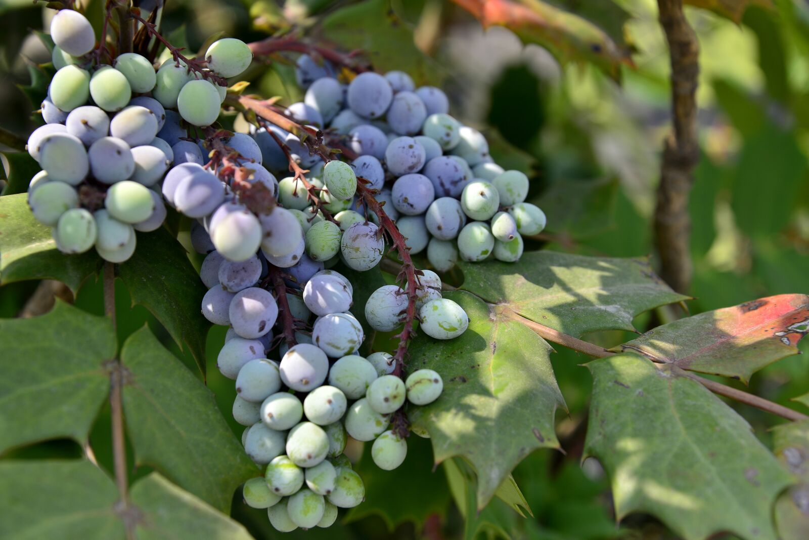 Nikon D800E sample photo. Fruit fact, serial, purple photography