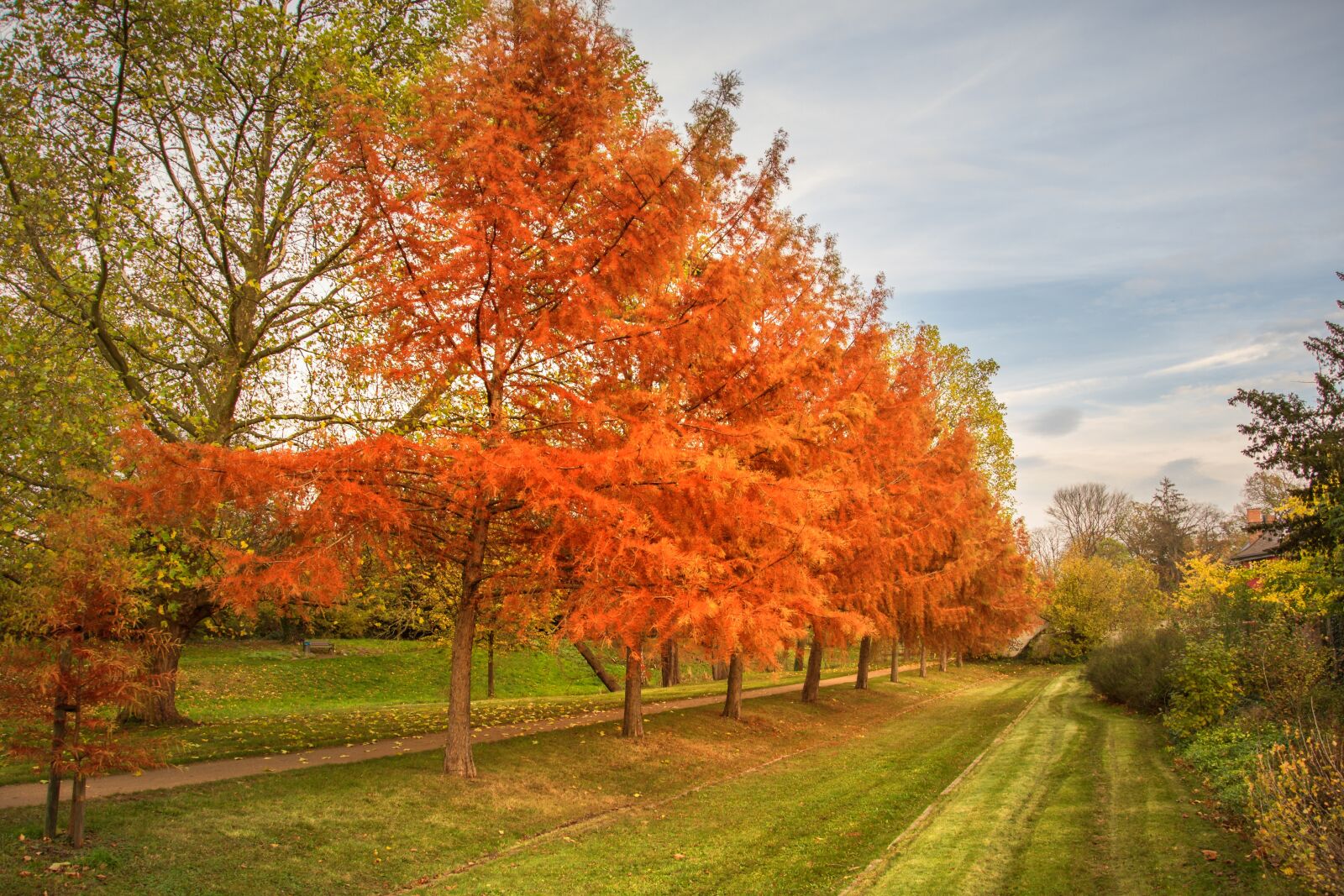 Nikon D7200 sample photo. Autumn, larch, row of photography