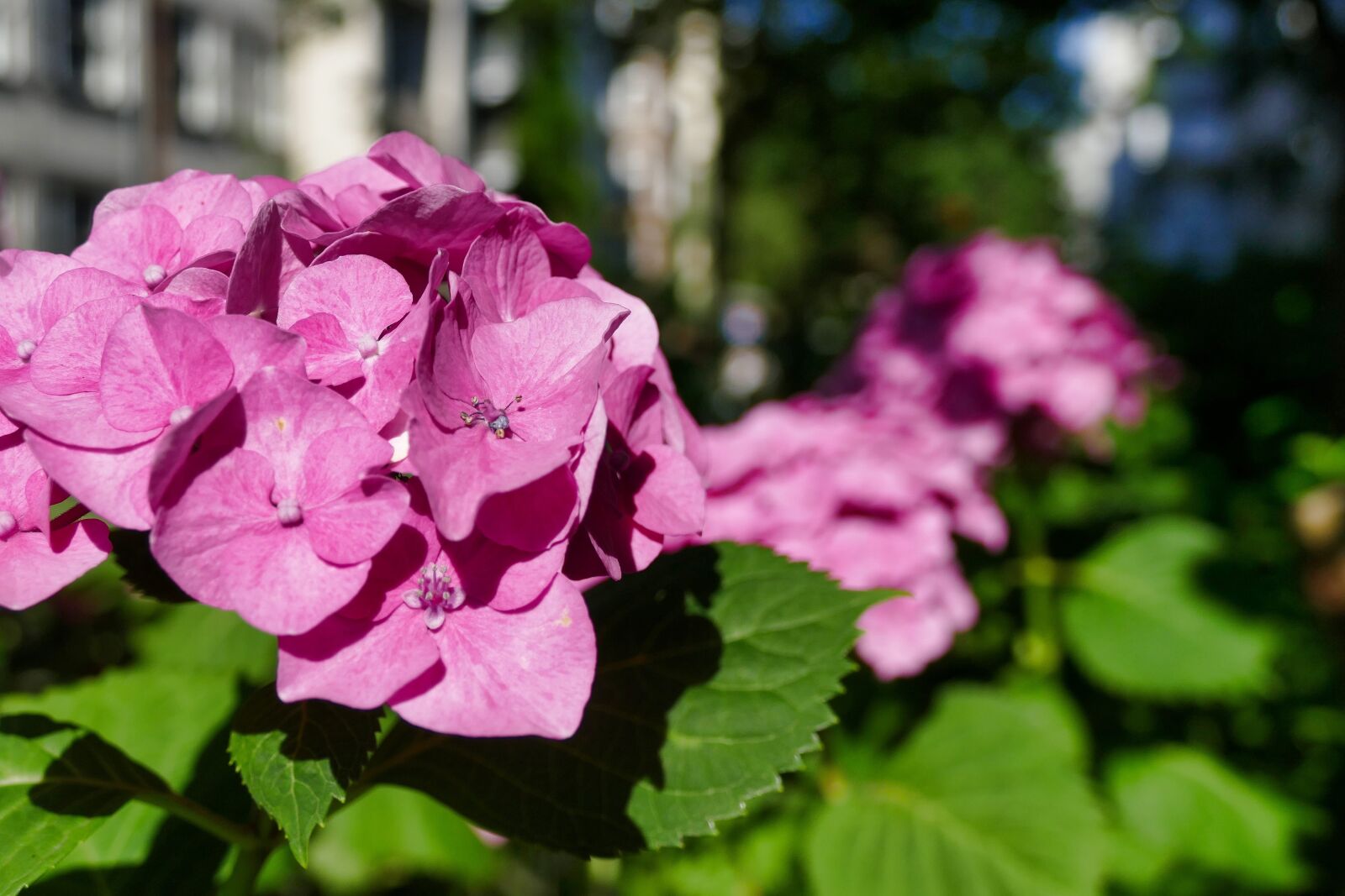 Panasonic Lumix DMC-FZ1000 sample photo. Hydrangea, pink, blossom photography