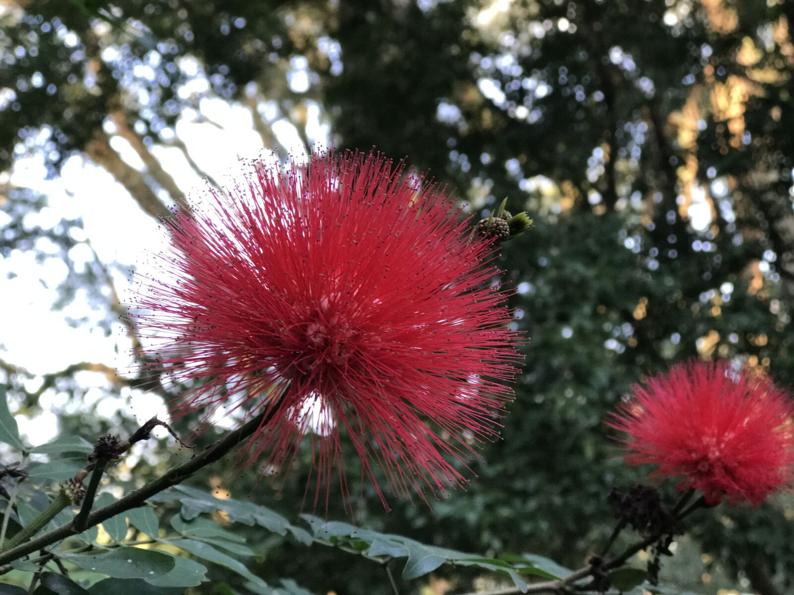 iPhone 7 Plus back dual camera 6.6mm f/2.8 sample photo. Flower, flowers, red flower photography