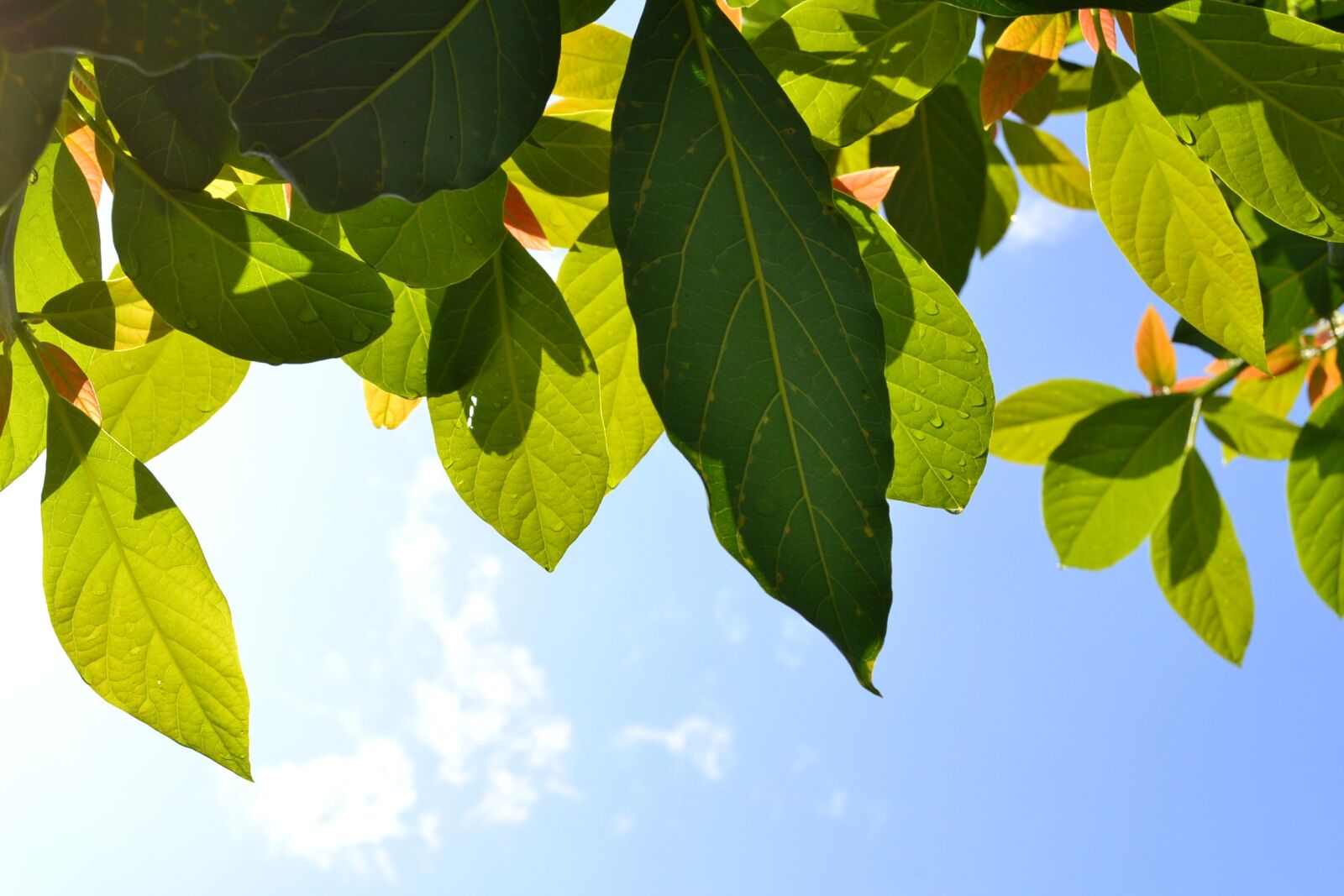 Nikon D3100 sample photo. Leaves, plant, green photography