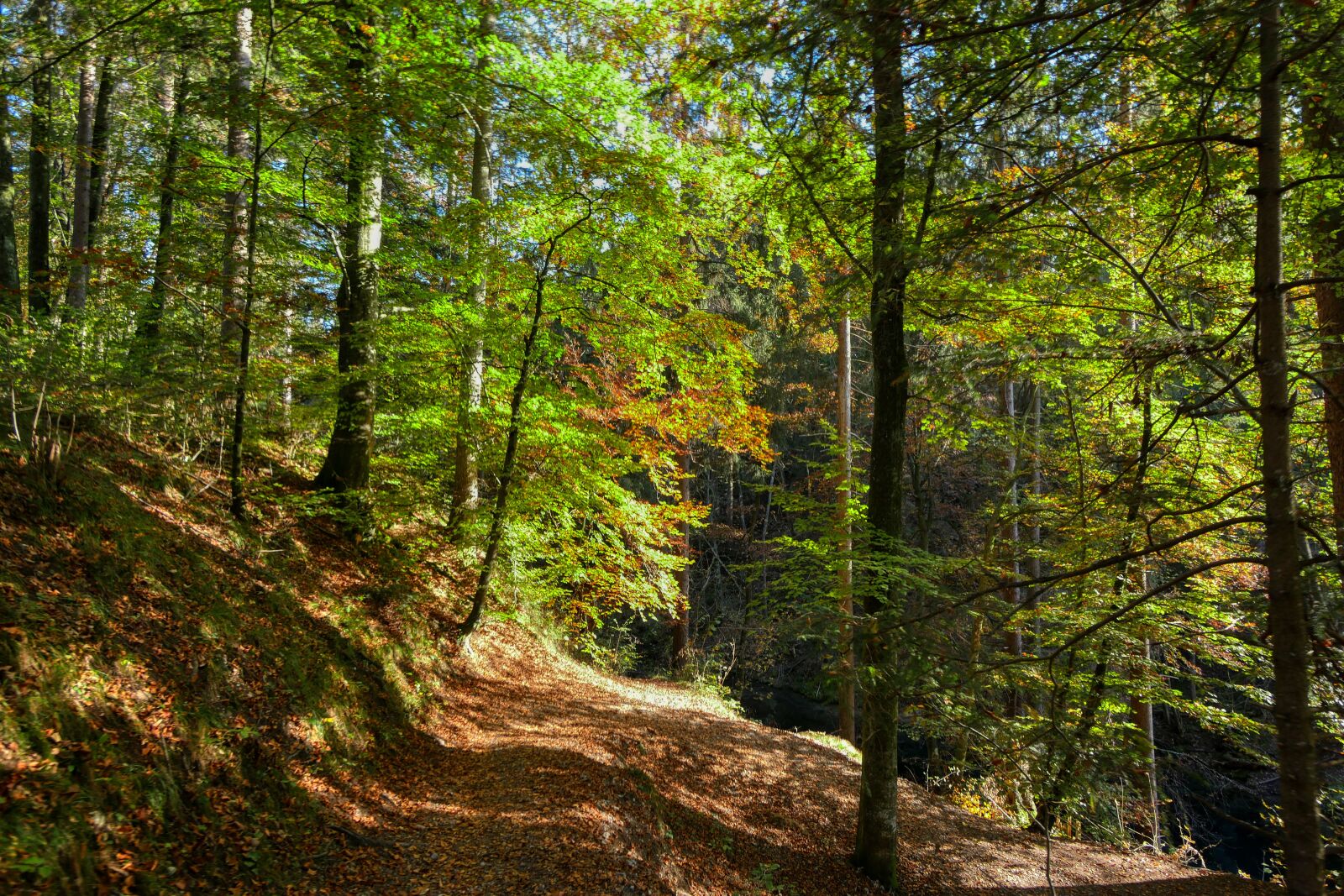 Panasonic Lumix DMC-GX8 sample photo. Trail, forest path, away photography