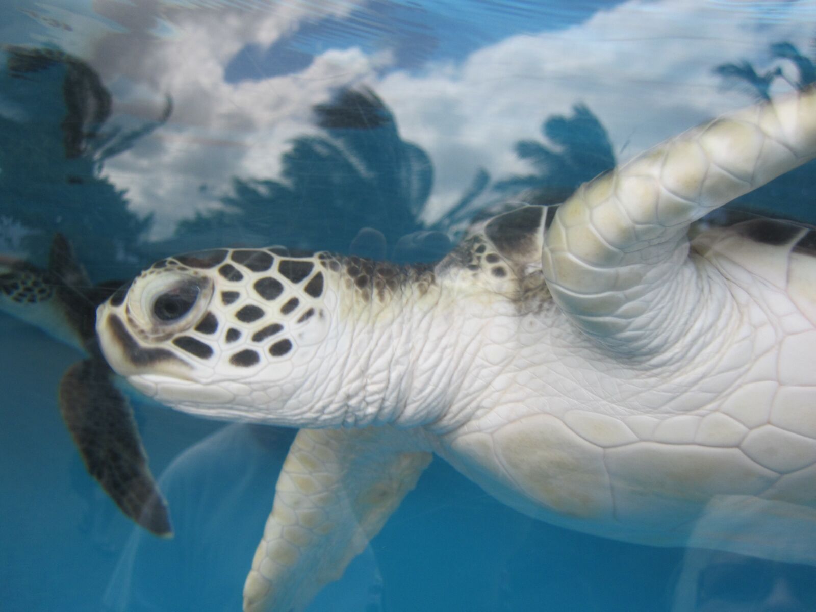 Canon PowerShot SD780 IS (Digital IXUS 100 IS / IXY Digital 210 IS) sample photo. Sea turtle, hawaii, aquarium photography