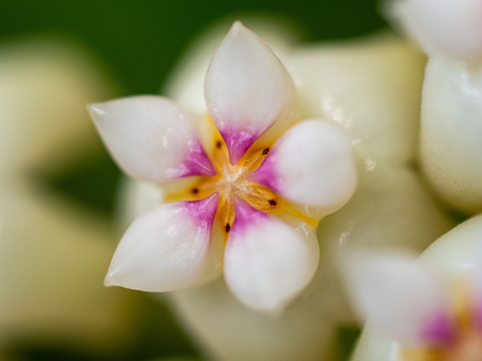 Olympus OM-D E-M10 III sample photo. Hoya, flower, room photography