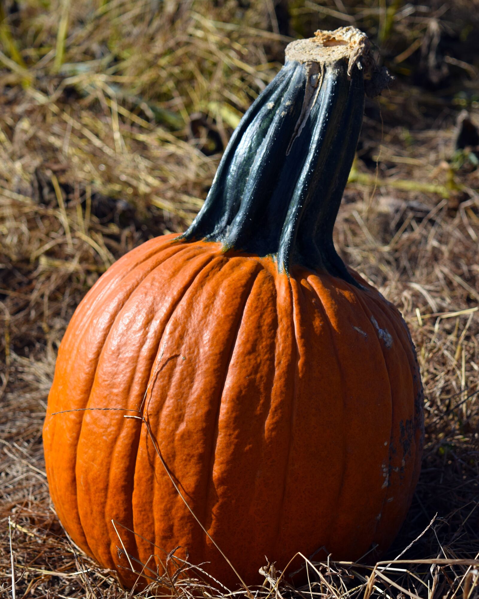 Nikon D5300 sample photo. Pumpkin, pumpkin patch, orange photography