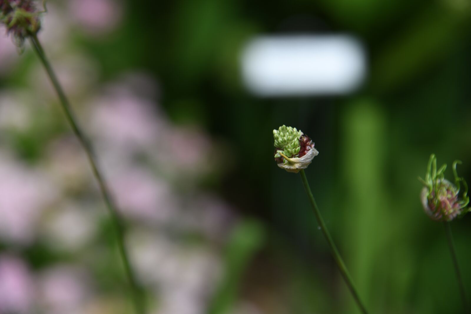 Nikon D850 sample photo. Flower, seed, bloom photography