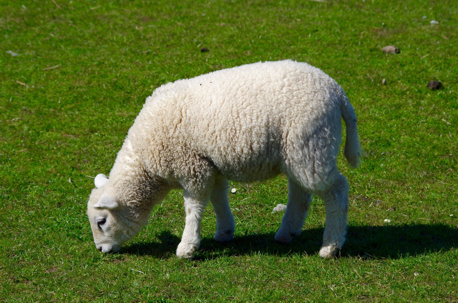 Pentax K-30 sample photo. Lamb, wool, graze photography