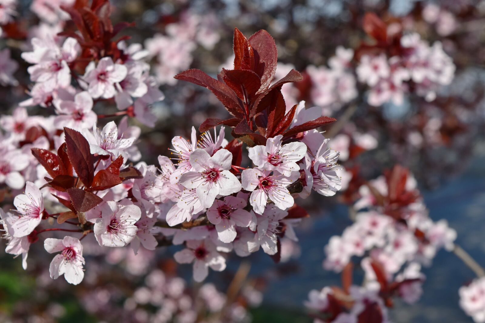 Nikon D5500 sample photo. Plant, bloom, tree, blossom photography