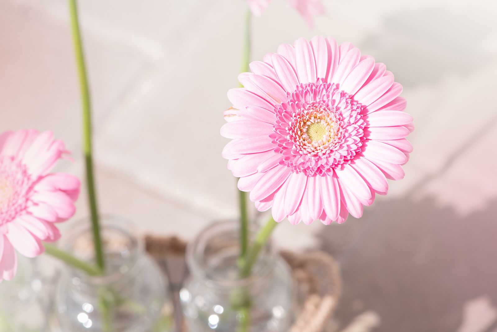 Nikon D750 sample photo. Marguerite, pink, pink daisy photography
