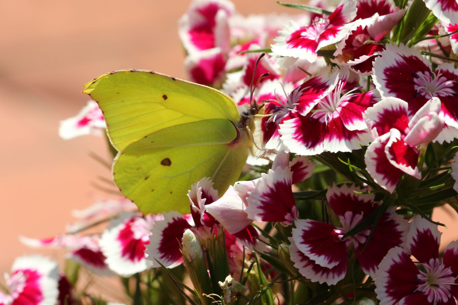 Canon EOS 700D (EOS Rebel T5i / EOS Kiss X7i) sample photo. Butterfly, gonepteryx rhamni, insect photography
