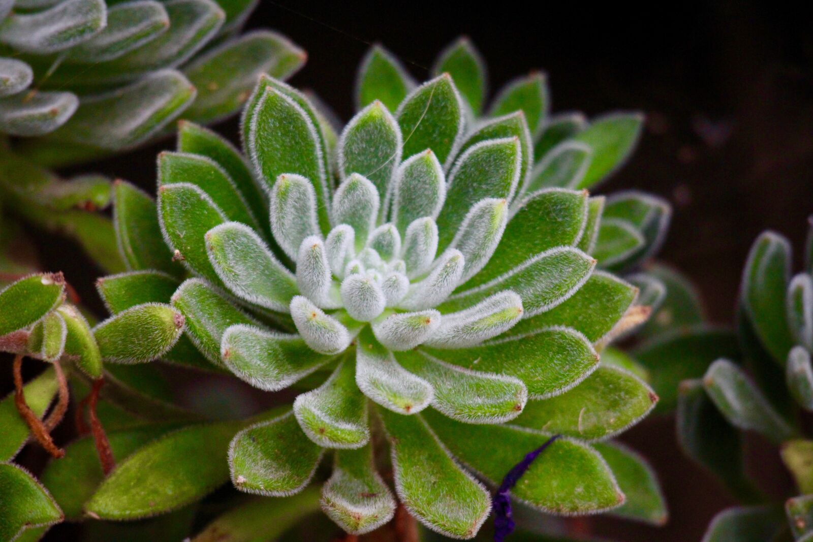 Canon EOS M sample photo. Succulent plant, forest, green photography