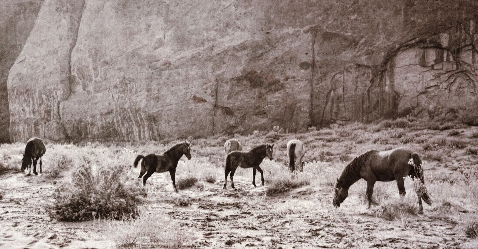 Nikon D800 sample photo. Horses, animals, nature photography