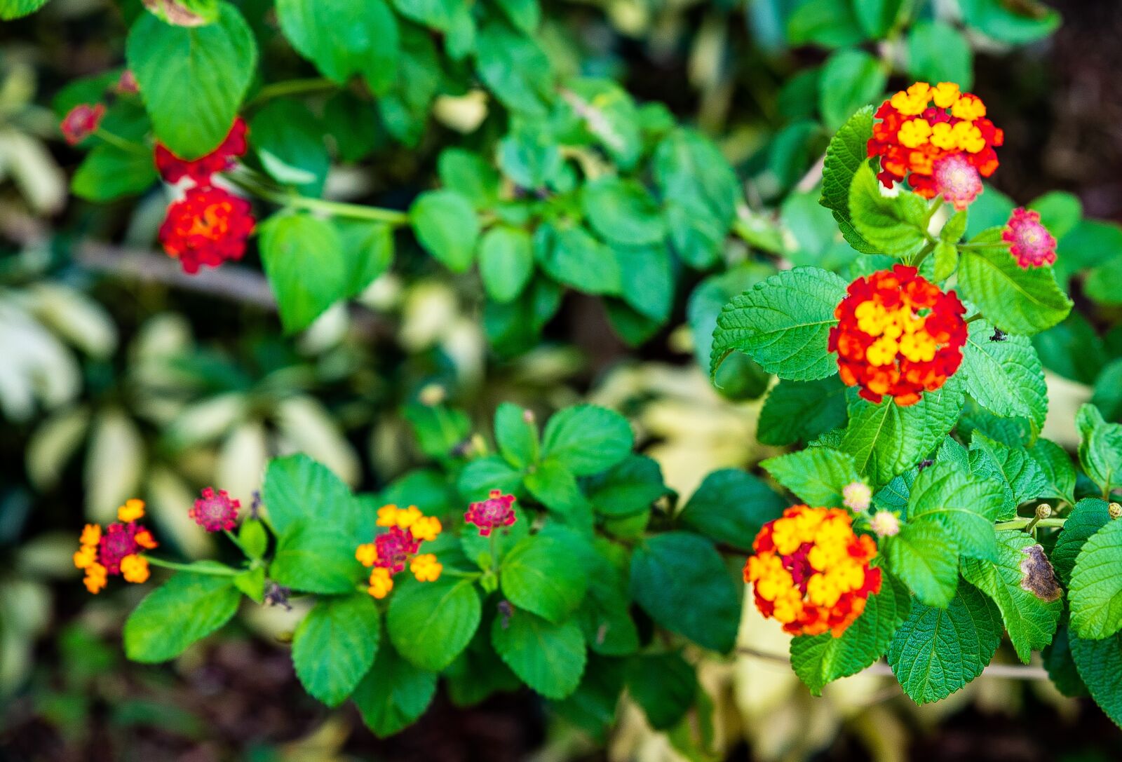 Tamron SP 24-70mm F2.8 Di VC USD sample photo. Multicolor, flower, red photography