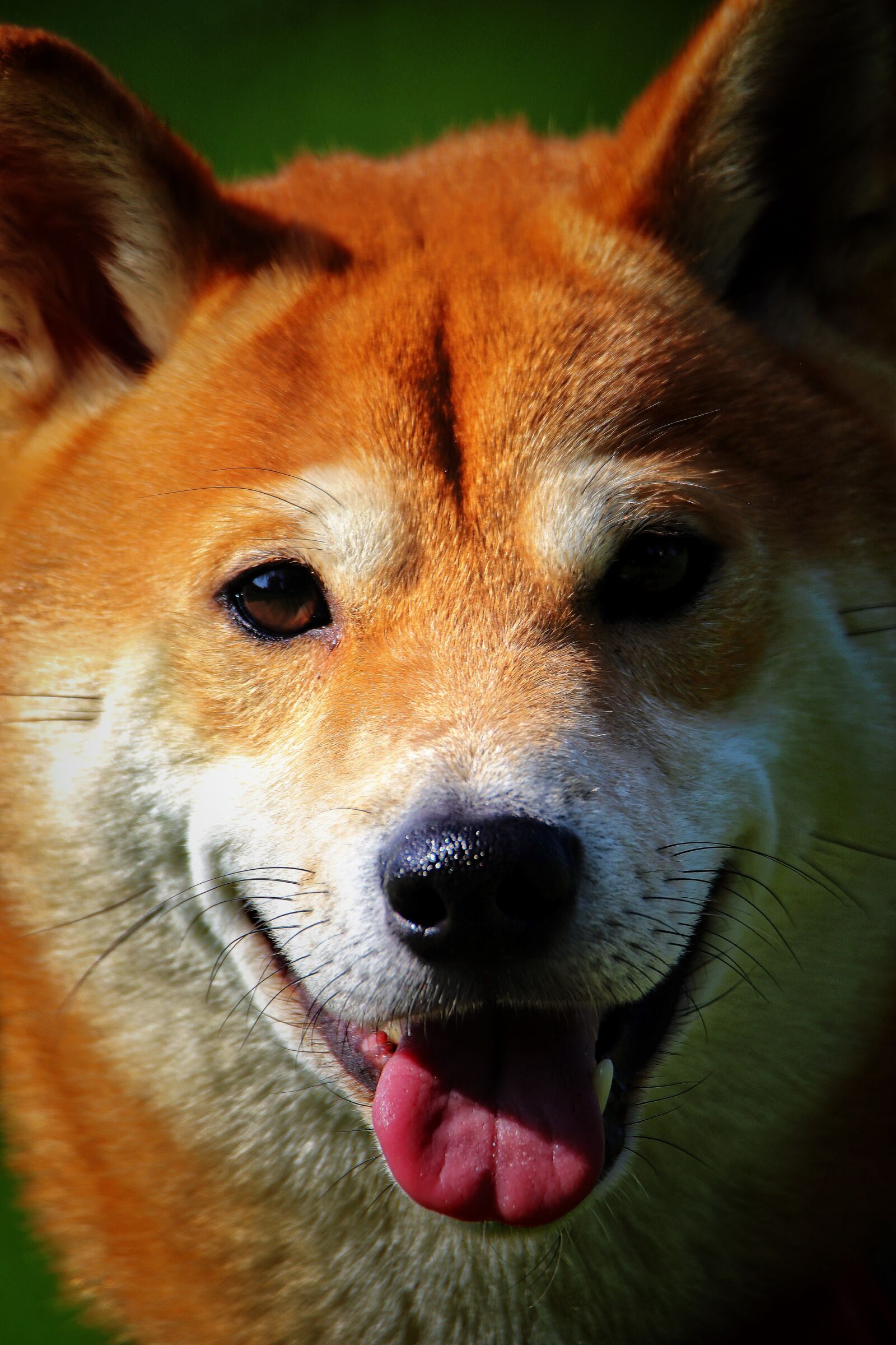 Canon EOS 200D (EOS Rebel SL2 / EOS Kiss X9) sample photo. Shiba, inu, nature photography