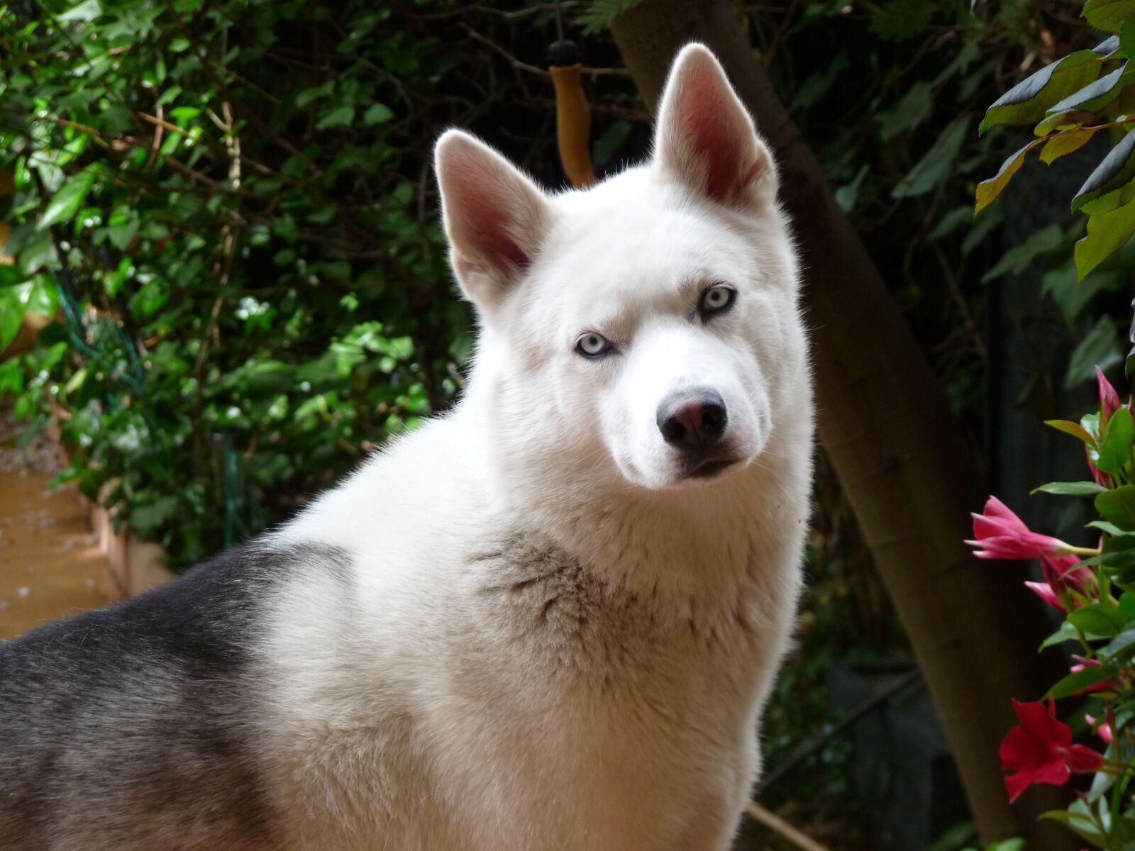 Panasonic Lumix DMC-FZ28 sample photo. Dog, pets, husky photography