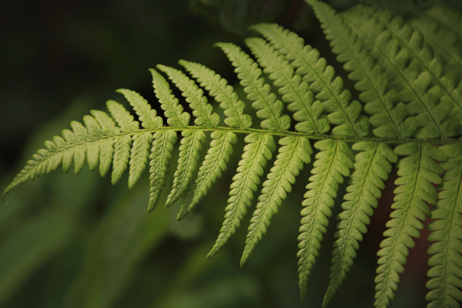 Canon EOS 80D sample photo. Fern, green, leaf photography