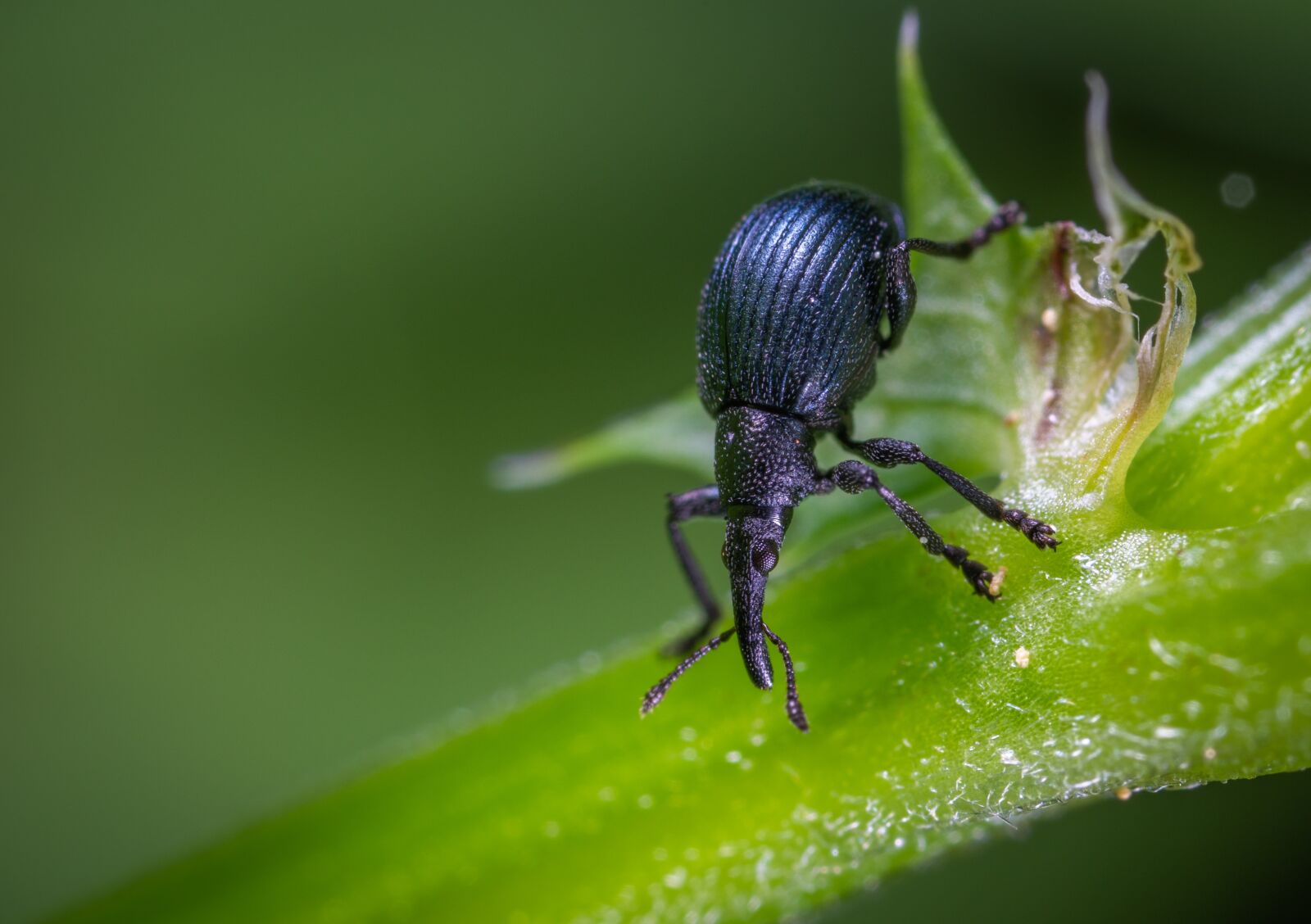 #124 65/2.8 sample photo. Beetle, insect, macro photography