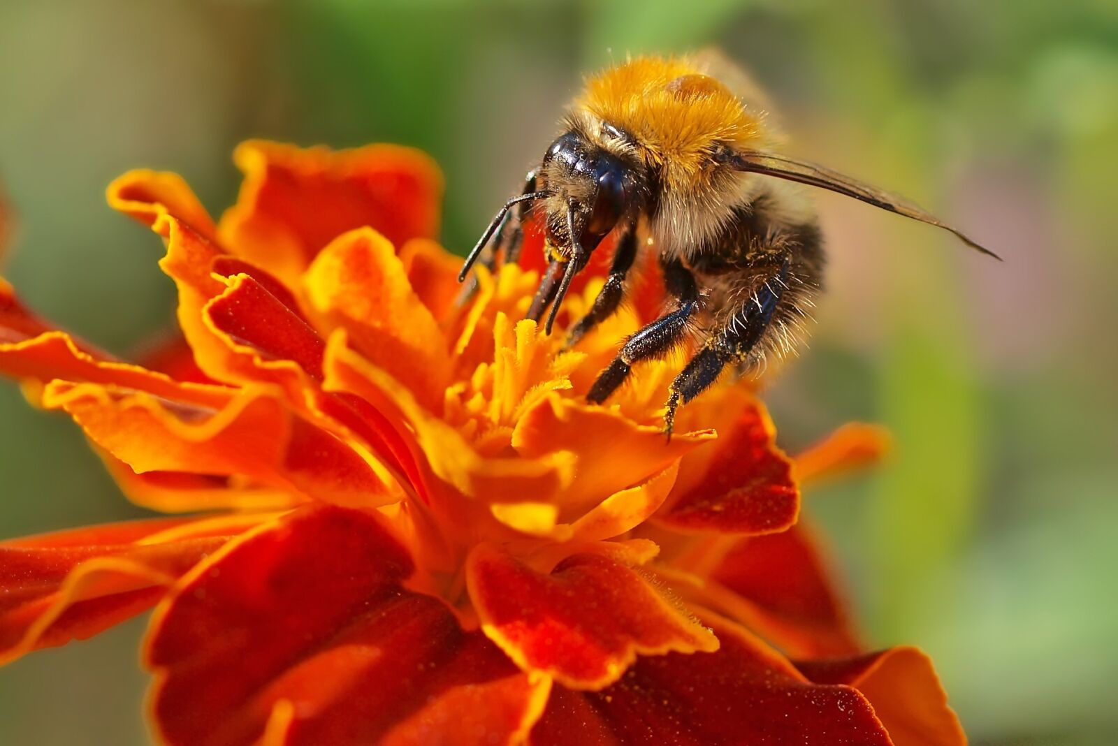 Olympus E-450 (EVOLT E-450) sample photo. Hummel, dahlia, nature photography