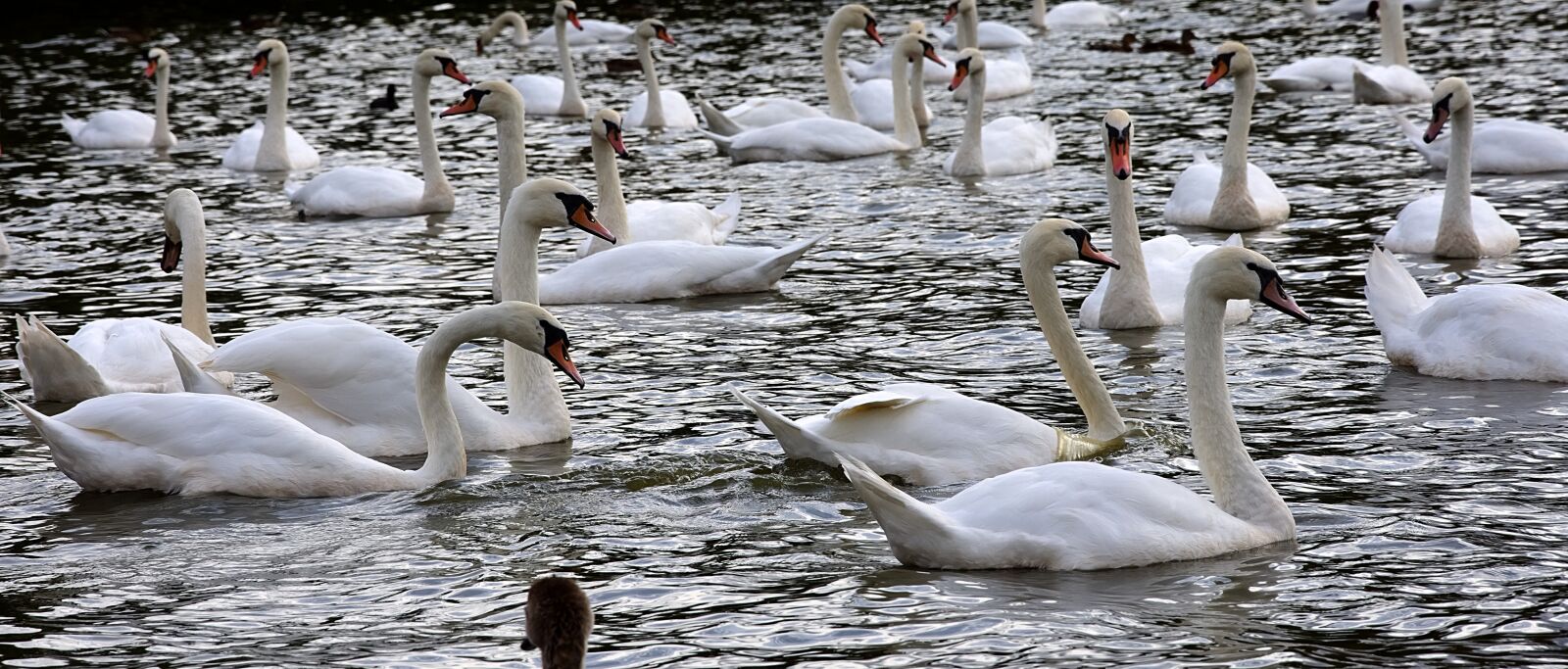 Nikon D7200 sample photo. Swans, birds, beak photography