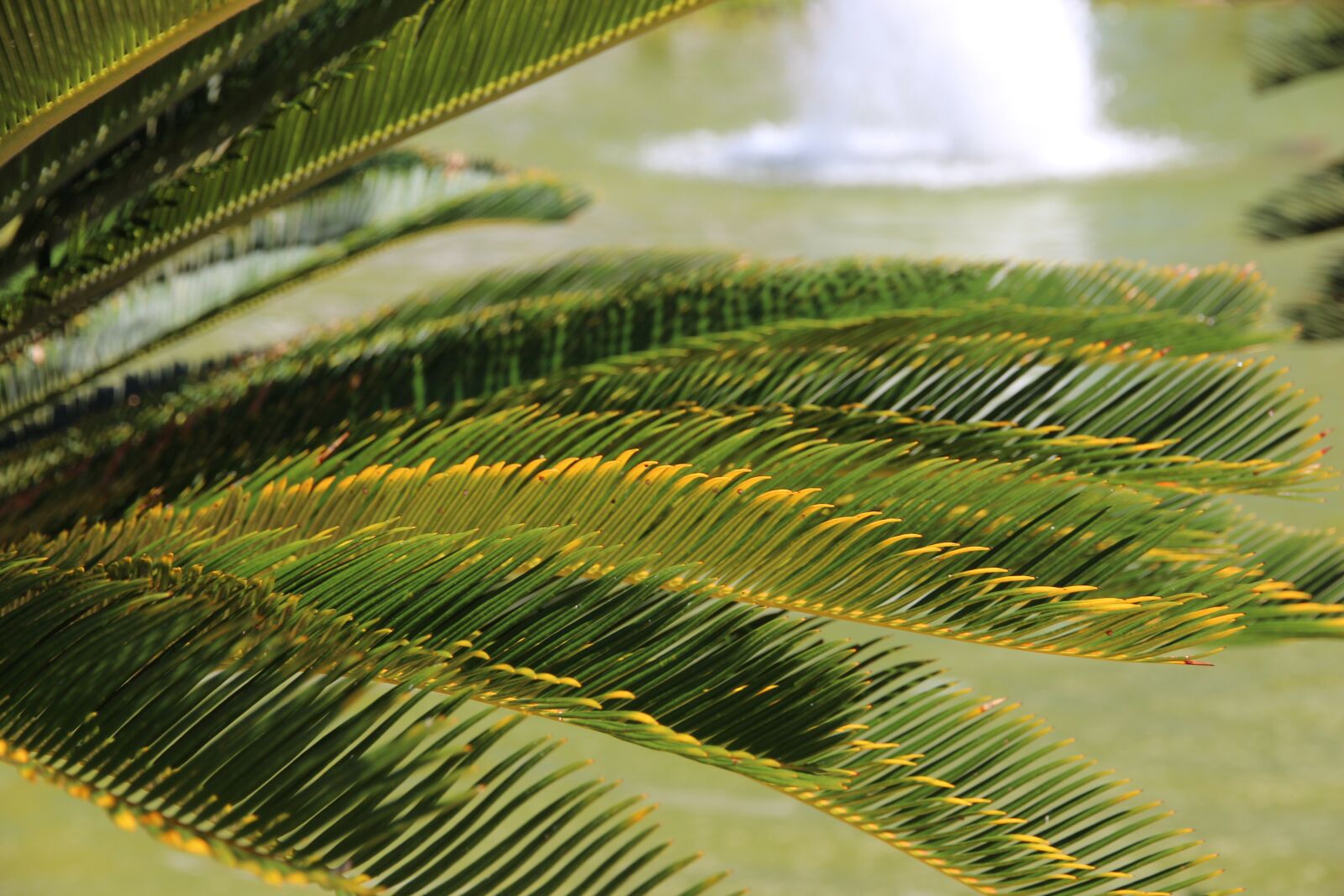 Canon EOS 650D (EOS Rebel T4i / EOS Kiss X6i) sample photo. Tsikas, the cycads, cycas photography