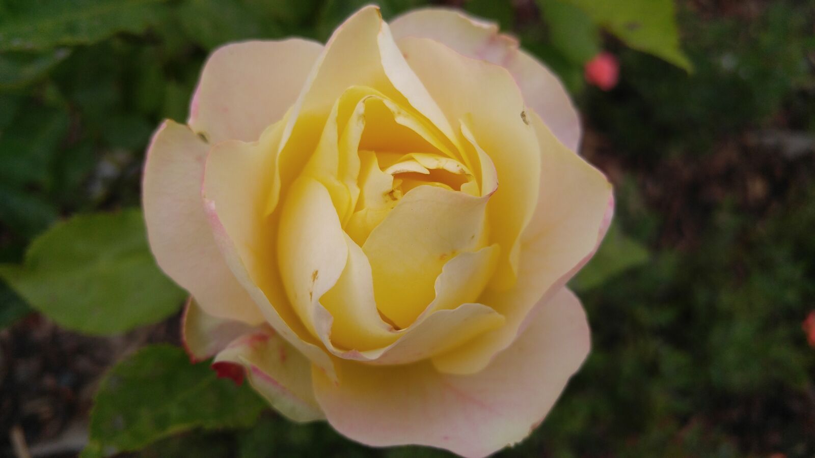LG V10 sample photo. Rose, flowers photography